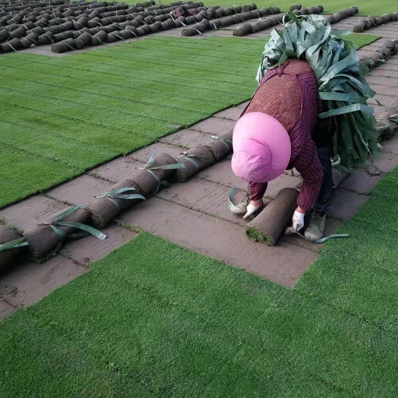 徐州草坪,妖精视频在线观看草坪